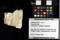 Foto (Objket + Etiketten) von Decapoda indet. 